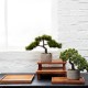 Bonsai Pinus Mugo Artificial – Deko Green And Grey - Asa Selection ASA SELECTION ASA66221444