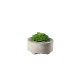 Artificial Plant Succulent II - Deko Green - Asa Selection ASA SELECTION ASA66241444