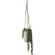 Maxi Hanging Succulent II - Deko Green - Asa Selection ASA SELECTION ASA66258444