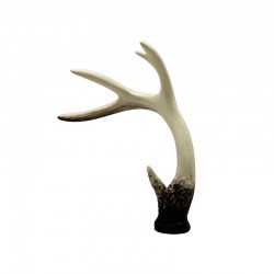 Deer Horn - Deko - Asa Selection