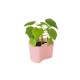Planting Pot with Seeds Pink - Your Tree - Rig-tig RIG-TIG RTZ00136-2