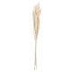 Bouquet - Dried Flowers - 70-75cm Natural - Asa Selection ASA SELECTION ASA66317444