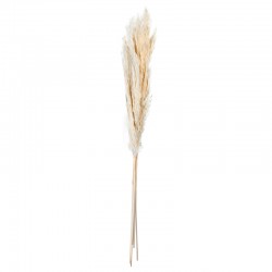 Ramo de Flores Secas - Dried Flowers - 70-75cm Natural - Asa Selection ASA SELECTION ASA66317444