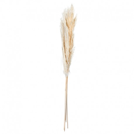 Ramo de Flores Secas - Dried Flowers - 70-75cm Natural - Asa Selection ASA SELECTION ASA66317444