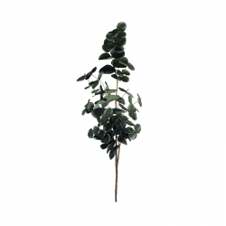 Rama de Eucalipto 45cm - Deko Verde - Asa Selection