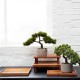 Bonsai Ciprés Artificial – Deko Verde E Gris - Asa Selection ASA SELECTION ASA66222444