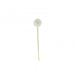 Tallo De Allium Xl - Deko Blanco - Asa Selection ASA SELECTION ASA66625444