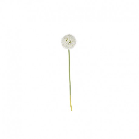 Allium Xl Twig - Deko White - Asa Selection ASA SELECTION ASA66625444