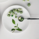 Dinner Plate Ø26,5cm - Leaves White And Green - Asa Selection ASA SELECTION ASA1903313