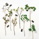 Ficus Leave Twig 48cm – Deko Green - Asa Selection ASA SELECTION ASA66468444