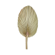 Palm Leaf 60-70cm - Deko - Asa Selection ASA SELECTION ASA66504444
