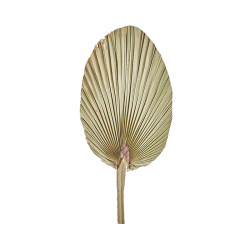 Palm Leaf 60-70cm - Deko - Asa Selection
