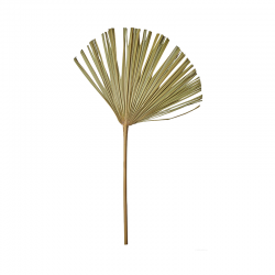 Folha de Palmeira em Leque 60-70cm - Deko - Asa Selection