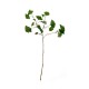 Ginkgo Branch 72cm – Deko Green - Asa Selection ASA SELECTION ASA66467444