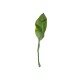 Amazon Lily Leaf Twig - Deko Green - Asa Selection ASA SELECTION ASA66648444