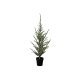 Cedar Tree Green 100cm - Milas - Sirius SIRIUS SR51720
