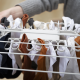 32-Piece Quick-Grip Drying Hanger - Petal Ecru - Joseph Joseph JOSEPH JOSEPH JJ50052