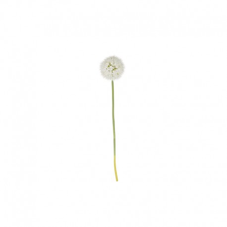 Haste De Allium Xl - Deko Branco - Asa Selection ASA SELECTION ASA66625444
