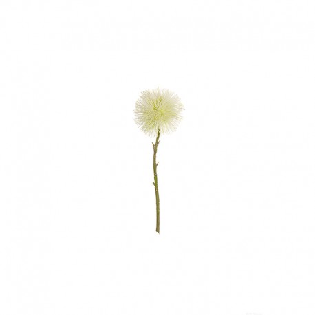 Haste Artificial Pompom Branco 40cm - Deko - Asa Selection ASA SELECTION ASA66660444