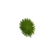 Decorative Chayote - Deko Green - Asa Selection ASA SELECTION ASA66410444