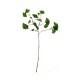 Tallo Ginkgo 72cm – Deko Verde - Asa Selection ASA SELECTION ASA66467444