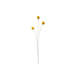 Tallo Craspedia - Deko Amarillo - Asa Selection