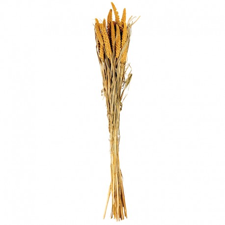 Ramo de Flores Secas Setarea - Dried Flowers Amarillo - Asa Selection ASA SELECTION ASA66314444