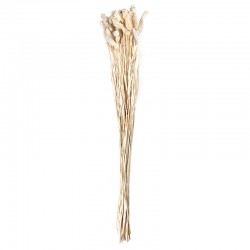 Ramo de Flores Secas Junco - Dried Flowers Natural - Asa Selection ASA SELECTION ASA66316444