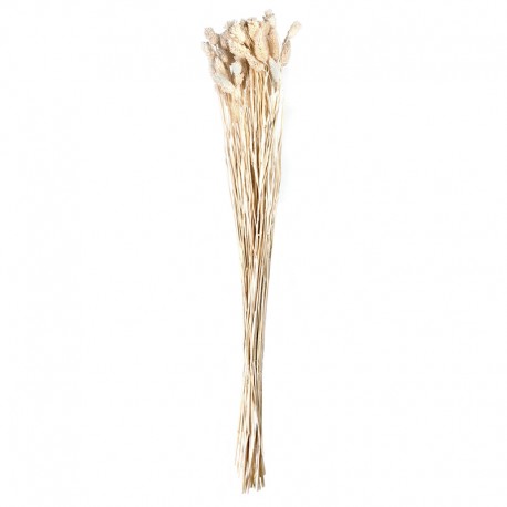 Phalaris Bouquet - Dried Flowers Natural - Asa Selection ASA SELECTION ASA66316444