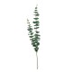 Eucalyptus Twig 83,5cm - Deko Green - Asa Selection ASA SELECTION ASA66236444