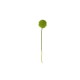Tallo De Allium Xl - Deko Verde - Asa Selection ASA SELECTION ASA66624444