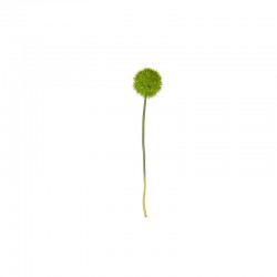 Tallo De Allium Xl - Deko Verde - Asa Selection ASA SELECTION ASA66624444