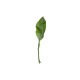 Lily Leaf Twig - Deko Green - Asa Selection ASA SELECTION ASA66647444