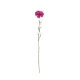Artificial Carnation Twig Pink 62cm - Deko - Asa Selection ASA SELECTION ASA66685444